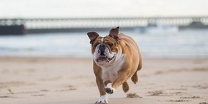 Βρετανικό μπουλντόγκ