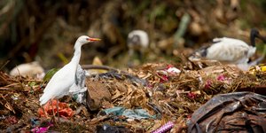 γλαρος πλαστικα 