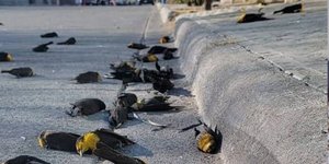 Τα κοτσίφια έπεσαν νεκρά χωρίς προφανή αιτία