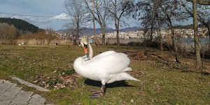 Το αρσενικό εξακολουθεί να περιμένει έξω από το αναρρωτήριο