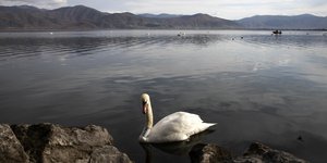 κυκνος καστορια