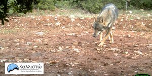 Καταγραφή λύκου στην Πάρνηθα