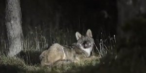 Νέα εμφάνιση λύκου στην Αττική