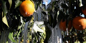 Καταστροφές από τον παγετό σε πορτοκαλια