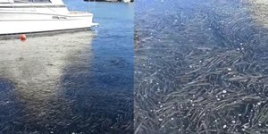 Ψάρια βγήκαν στο λιμάνι της Αλεξανδρούπολης