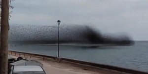 Απίστευτο θέαμα από ψαρόνια στη θάλασσα της Πάτρας
