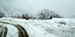 ροδιες στο χιονι 