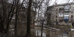 ουκρανια δεντρα 