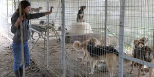 Έκκληση των φιλόζωων για τη διάσωση των κακοποιημένων ζώων από το κυνοκομείο Σπάρτης