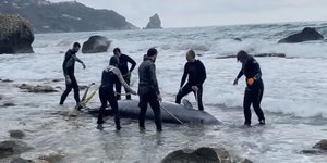 Προσπάθεια διάσωσης ζιφιού στην Κέρκυρα
