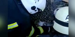 Απεγκλωβισμός γάτας από συντρίμμια κτιρίου στο Χάρκοβο της Ουκρανίας