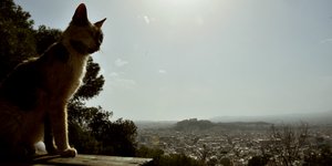 γατα σκονη αθηνα