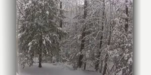 Χιόνια «λυγίζουν» τα κλαδιά των δέντρων με το βάρος τους