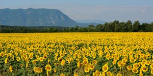 Χωράφι ηλίανθων