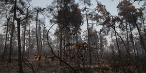καμενα βορεια ευβοια