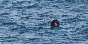 Το αντικείμενο που μοιάζει με νάρκη