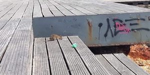 Αναστάτωση έχει προκλήσει από τις μαζικές εμφανίσεις ποντικιών στη Θεσσαλονίκη