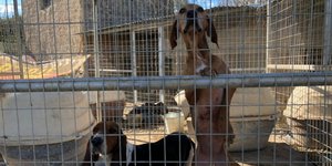 Τα εκατοντάδες κακοποιημένα σκυλιά του κυνοκομείου Σπάρτης βρίσκονται σε καλά χέρια