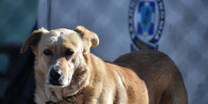Ενας σκύλος μπροστά από το σήμα της αστυνομίας