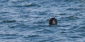 Τουρκία, νάρκη σε θάλασσα