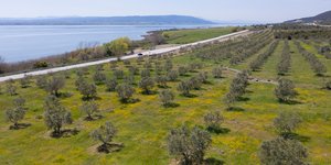 Μοναδικό στη Μεσόγειο δασόκτημα με 60.000 αγριελιές στη Βόλβη