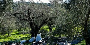 Ελιά
