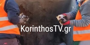 Χάρη στην παρατηρητικότητα των καθαριστών, διεσώθηκαν τα 5 γατάκια που κάποιος πέταξε στον κάδο
