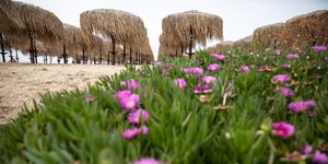 λουλουδια ομπρελες