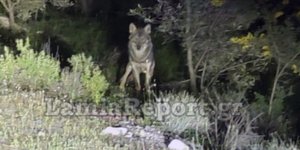Εμφάνιση λύκων στη Φθιώτιδα