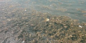 Σοβαρή περιβαλλοντική μόλυνση στον Θερμαϊκό