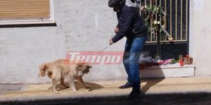 Ο σκύλος του Μάνου Δασκαλάκη και της Ρούλας Πισπιρίγκου βρίσκεται σε κακή κατάσταση