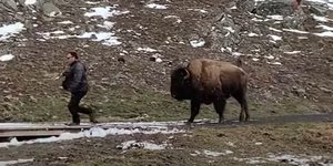 Βίσωνας κυνηγά έναν άνδρα που τον ενοχλεί στο Γέλοουστοουν
