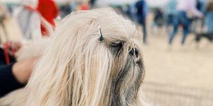 Lhasa Apso με μπλαζέ ύφος σταρ, στην Διεθνή Έκθεση Μορφολογίας