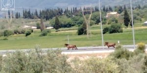 Tα άλογα στην Ιόνια Οδό