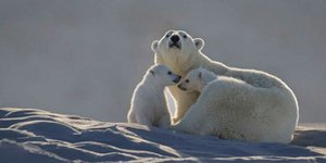 Σπάνια εικόνα μιας πολικής αρκούδας με τα μικρά της