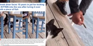Θέμα στην Daily Mail έγινε η κακοποίηση της γάτας στην Αιδηψό