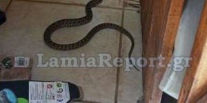 Ανησυχία για την εμφάνιση φιδιών στη Λαμία
