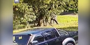 Κανγκουρό μάχη με άνδρα