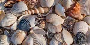 Κοχύλια σε παραλία