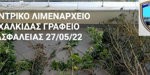 Φωτογραφία του Λιμενικού με τα δενδρύλλια κάνναβης που εντοπίστηκαν στο σπίτι του 23χρονου