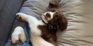 Η Ρόξυ, το κουταβάκι της Καρολάιν Κράουτς που σκότωσε ο Μπάμπης Αναγνωστόπουλος 