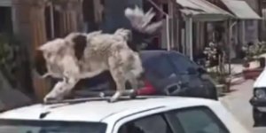 Ο άνδρας έβαλε τον σκύλο του στην οροφή του αυτοκινήτου