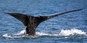 Eντοπίστηκε για πρώτη φορά στις εκβολές του Σηκουάνα στις 16 Μαΐου