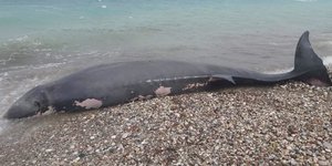 Ο νεκρός ζιφιός που εντοπίστηκε στη Ρόδο