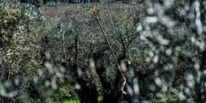 Στιγμιότυπο από ελιές