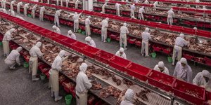 Η κτηνοτροφική βιομηχανία Jinluo meat, με έδρα την Κίνα, είναι η μεγαλύτερη στον κόσμο με ετήσια παραγωγή πάνω από 12.000.000 χοίρους