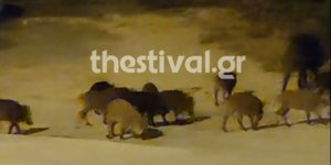 Θεσσαλονίκη αγριογούρουνα Ρετζίκι