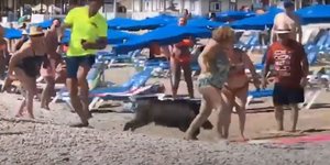 Αγριογούρουνο επιτέθηκε σε λουόμενη στην Ισπανία