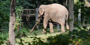 Ο ελέφαντας Χάπι, στη Νέα Υόρκη