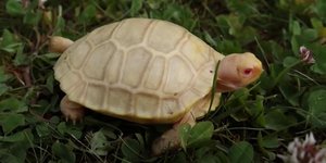 Για πρώτη φορά στα χρονικά γεννήθηκε αλμπίνο χελώνα σε ζωολογική κήπο, στην Ελβετία